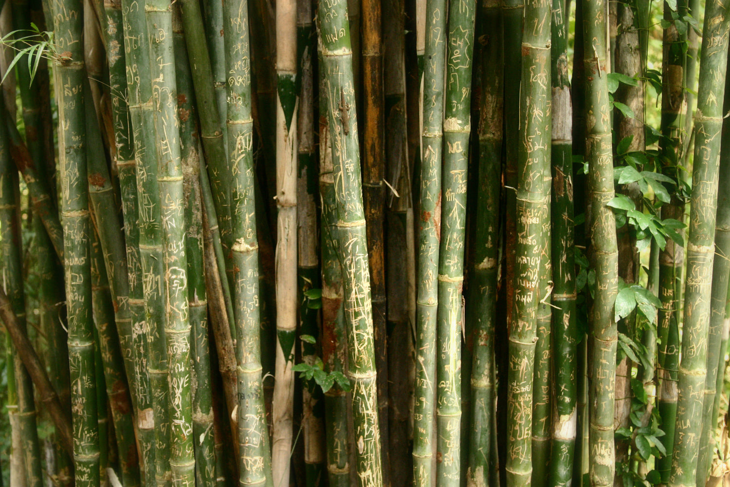 Green Bamboo with engravings